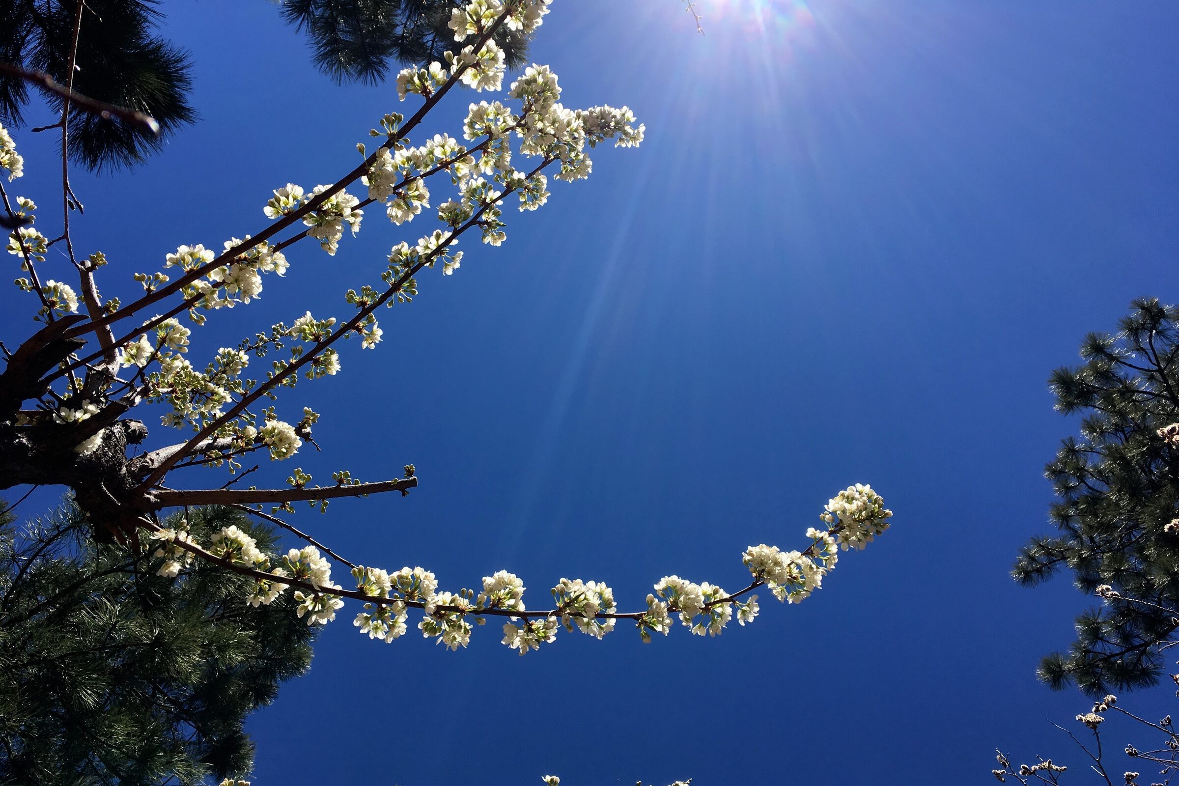 Lumière du soleil filtrant à travers des branches en fleurs