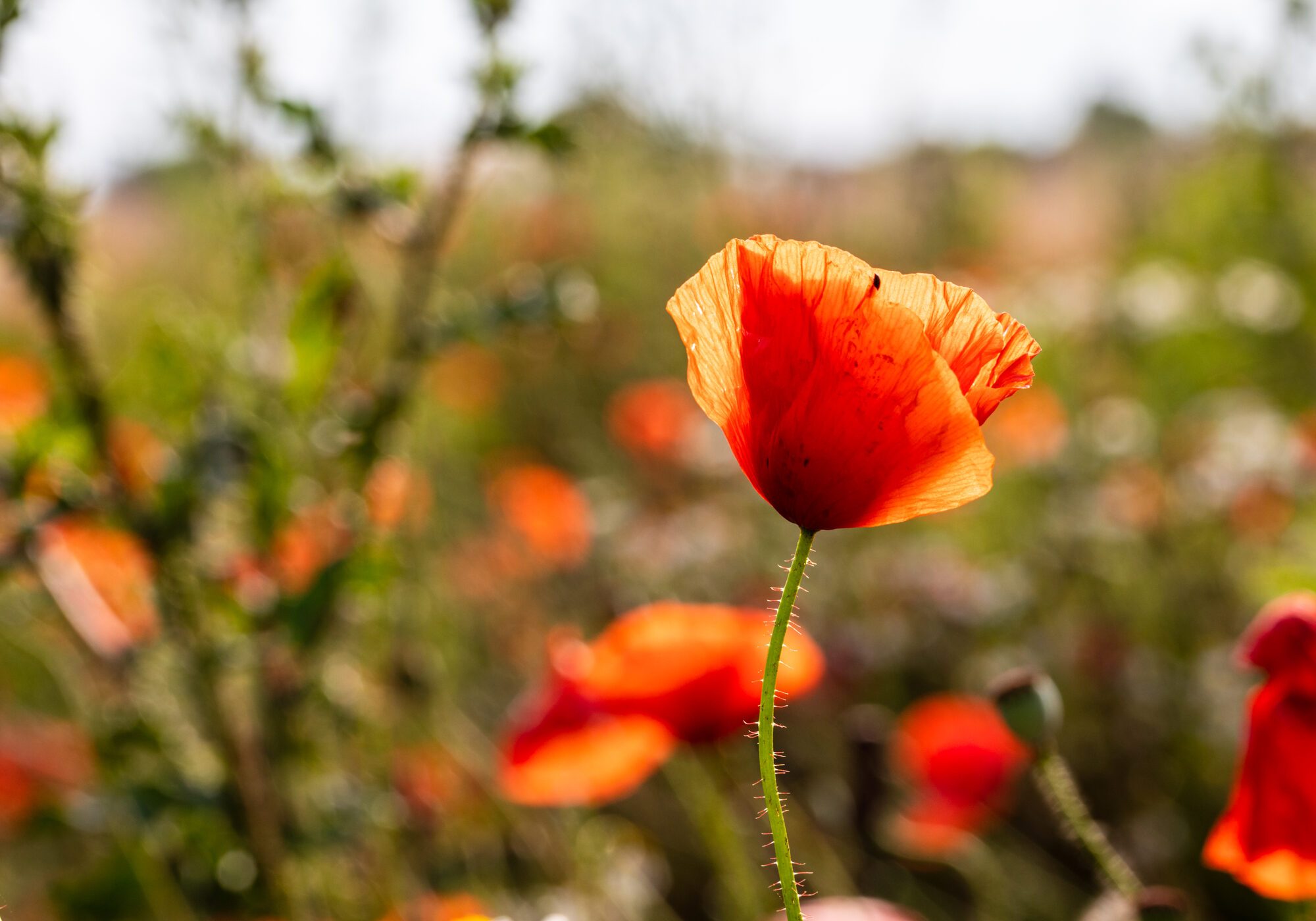 Coquelicot en lumière rasante au milieu d'une prairie fleurie
